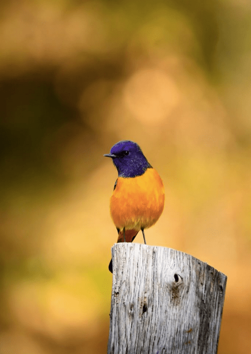 Blue-fronted Redstart by Ramesh Desai - La Paz Group
