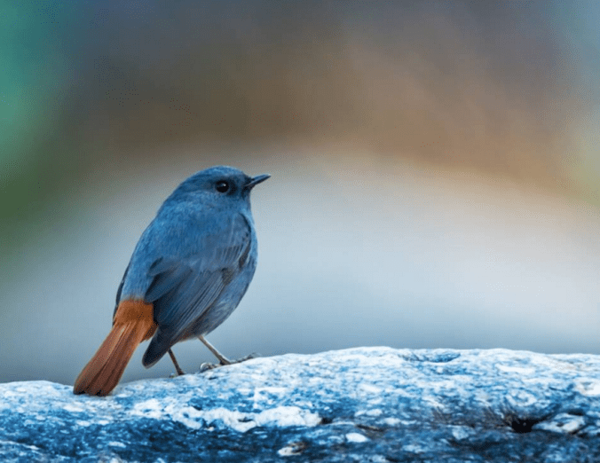 Plumbeous Water-Redstart by Ramesh Desai - La Paz Group