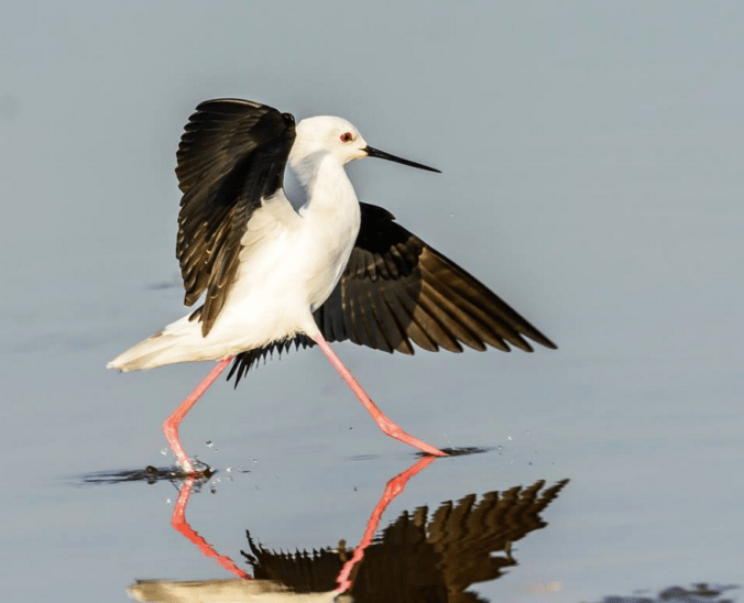 Black-winged Stilt by Ramesh Desai - La Paz Group