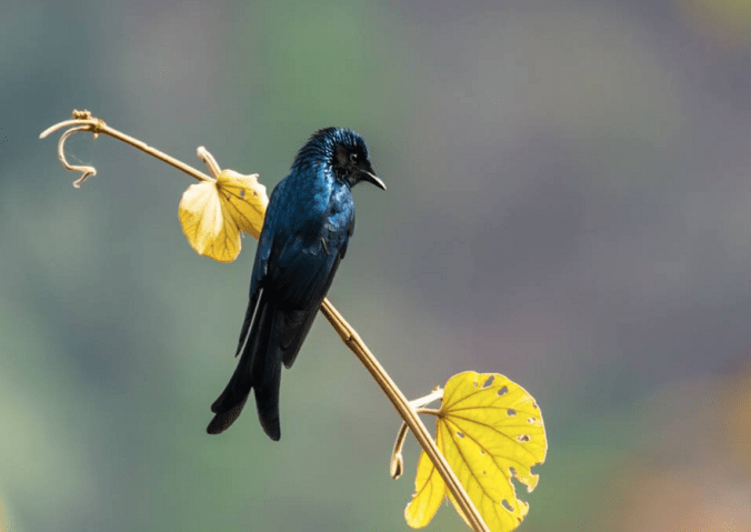 Bronzed Drongo by Ramesh Desai - RAXA Collective