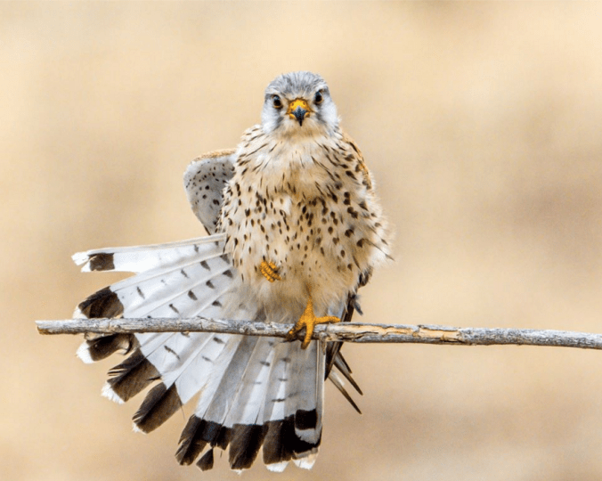 Eurasian Kestrel by Ramesh Desai - La Paz Group