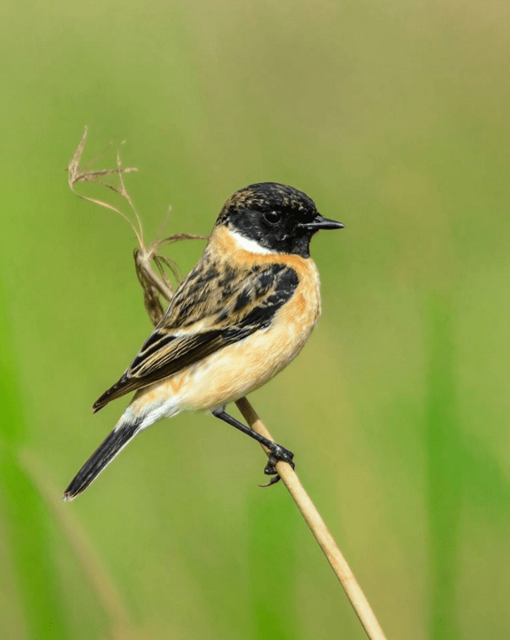 Siberian Stonechat by Ramesh Desai - La Paz Group