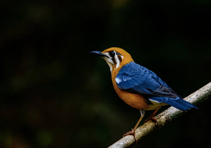 Orange-headed Thrush by Ramesh Desai - La Paz Group