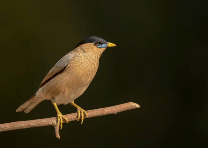Brahminy Starling by Ramesh Desai - La Paz Group