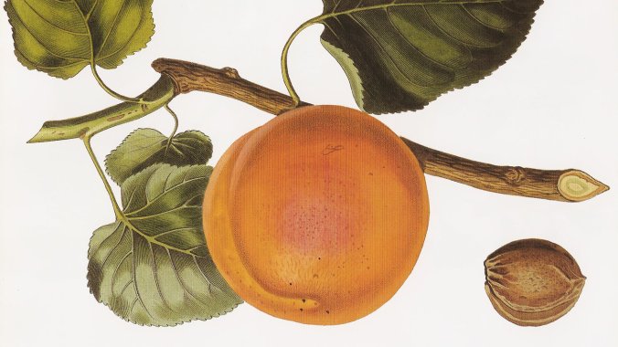 apricotbotanicalprint1_wide-a63e26cd892d8827bb5ef848d5ee69f1298599ee-s1400-c85