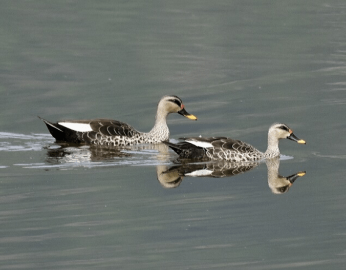 Spot-billed Duck by Vijaykumar Thondaman - RAXA Collective