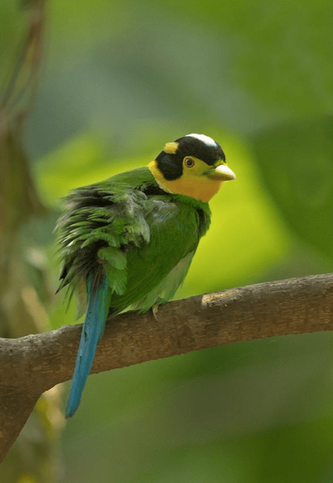Long-tailed Broadbill by Dr. Eash Hoskote - La Paz Group