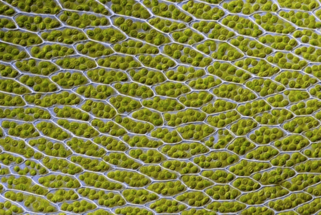 The device uses solar electricity from a photovoltaic panel to power the chemistry that splits water into oxygen and hydrogen, then adds pre-starved microbes to feed on the hydrogen and convert CO2 in the air into alcohol fuels. Credit: Des_Callaghan via Wikimedia Commons