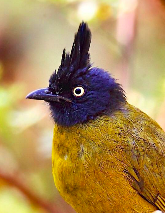 Black-crested Bulbul by Gururaj Moorching - RAXA Collective