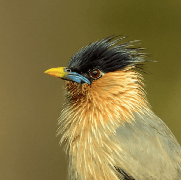 Brahminy Starling portrait by Ramesh Desai - La Paz Group