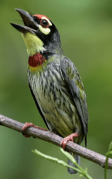 Coppersmith Barbet by Vijaykumar Thondaman - La Paz Group