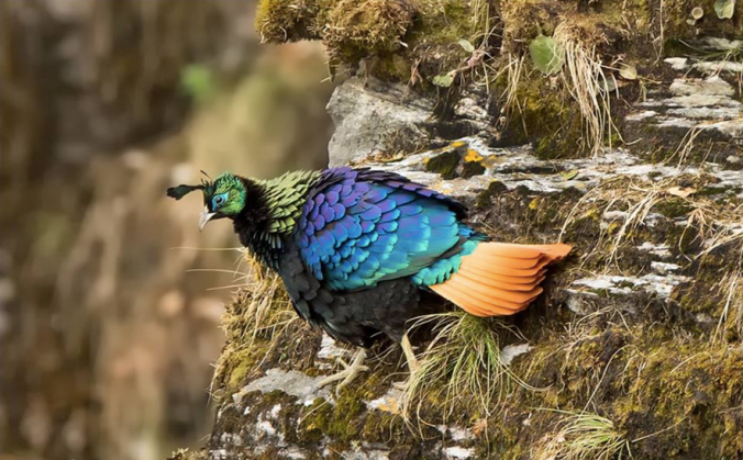 Himalayan Monal by Dr. Eash Hoskote - La Paz Group