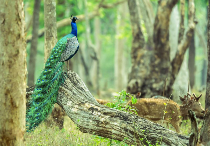 Indian Peacock by Ramesh Desai - La Paz Group