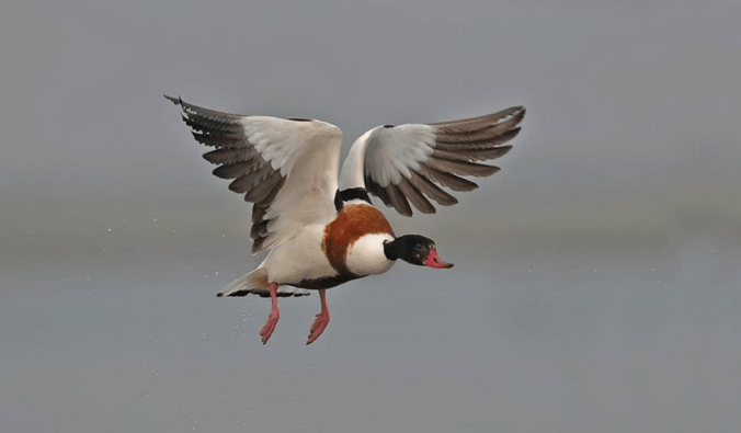 Common Shelduck by Gururaj Moorching - La Paz Group
