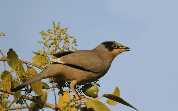 Grey Hypocolius by Gururaj Moorching - La Paz Group