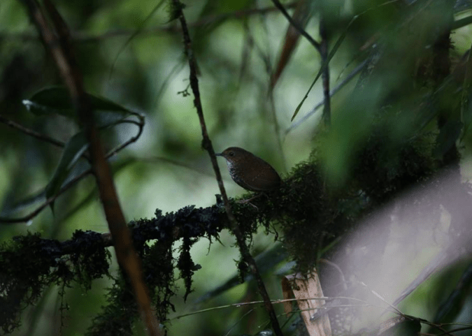 Pygmy wren-babbler by Gururaj Moorching - La Paz Group