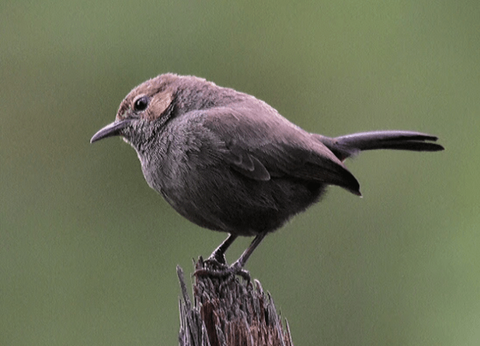 Indian Robin - Female by Vijaykumar Thondaman - La Paz Group