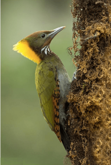 Greater Yellownape Woodpecker by Dr. Eash Hoskote - La Paz Group