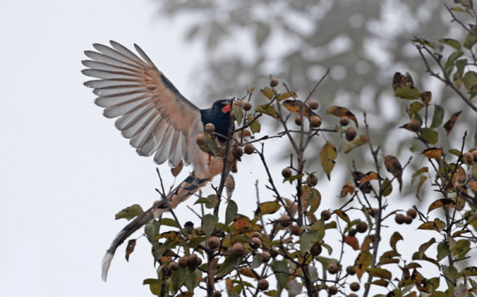 Red-Billed Blue Magpie by Gururaj Moorching - La Paz Group