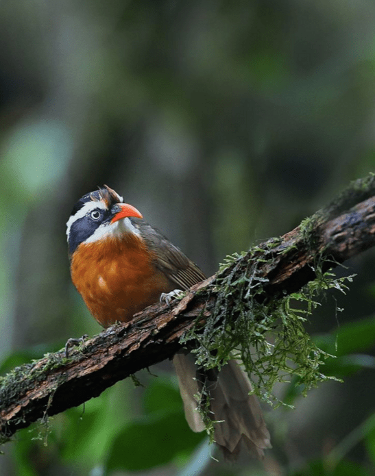 Coral-Billed Scimitar Babbler by Gururaj Moorching - La Paz Group