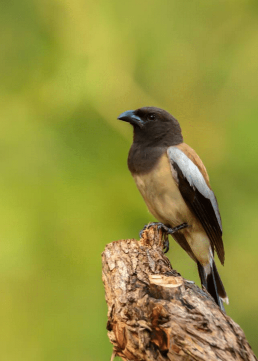 Rufous Treepie by Ramesh Desai - La Paz Group