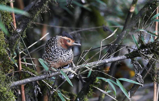 Spotted Laughingthrush by Gururaj Moorching - La Paz Group