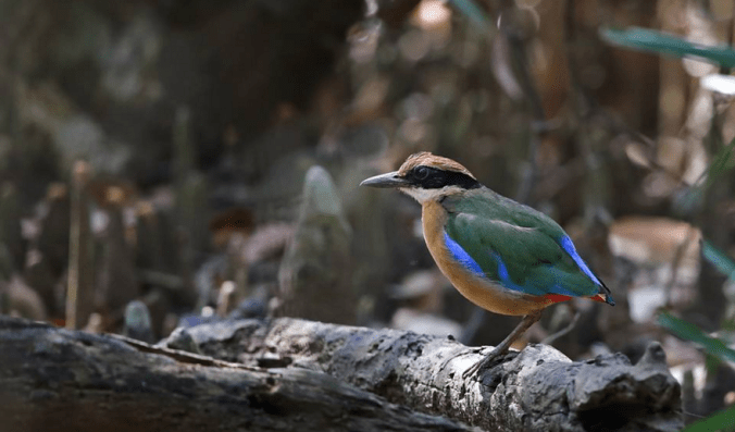 Mangrove Pitta by Gururaj Moorching - La Paz Group