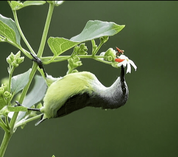 Purple-rumped Sunbird by Vijaykumar Thondaman - La Paz Group