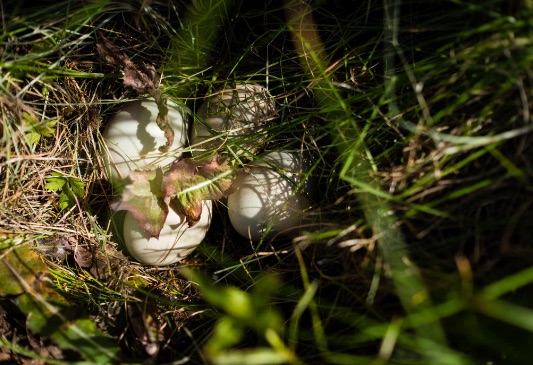 Screen Shot 2016-06-16 at 8.25.11 AM