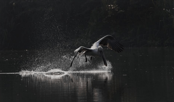 Spot-billed Pelican by Gururaj Moorching - La Paz Group