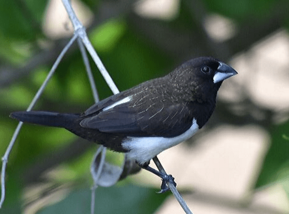 White-rumped Munia by Vijaykumar Thondaman - La Paz Group