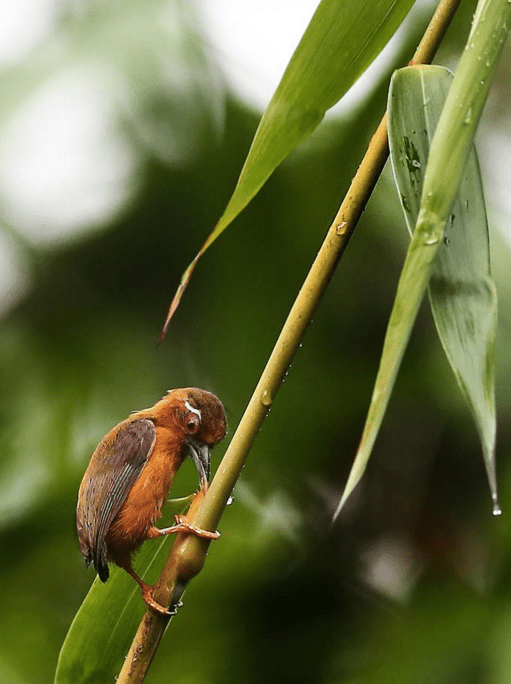 White-browed Piculet by Gururaj Moorching - La Paz Group