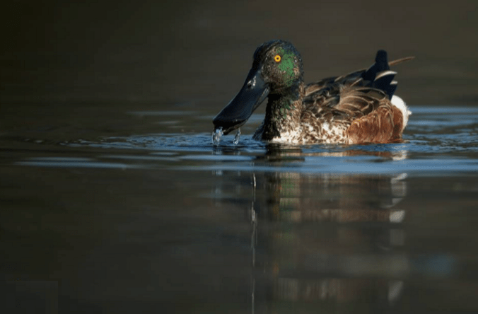 Northern Shoveler by Sudhir Shivaram - La Paz Group