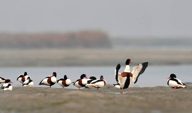 Common Shelduck by Gururaj Moorching - La Paz Group