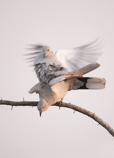Doves by Sudhir Shivaram - La Paz Group