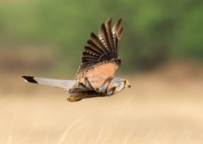 Common Kestrel by Ramesh Desai - La Paz Group