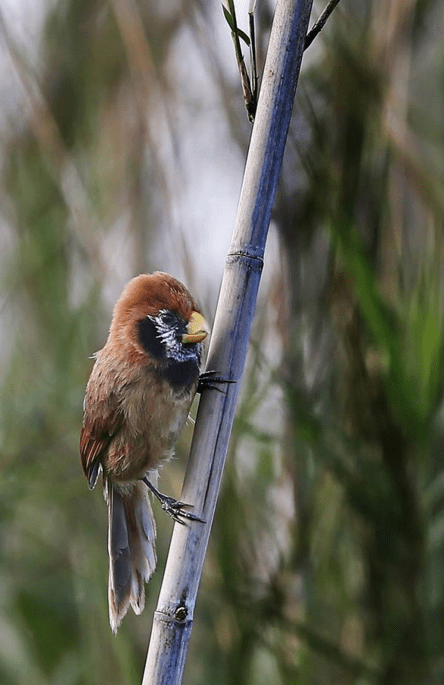 Black-breasted Parrotbill by Gururaj Moorching - La Paz Group
