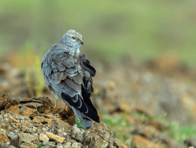 Montagu's Harrier by Ramesh Desai - La Paz Group