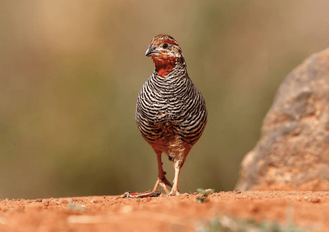 Jungle Bush Quail by Gururaj Moorching - La Paz Group