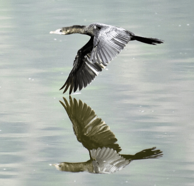 Cormorant by Vijaykumar Thondaman - La Paz Group