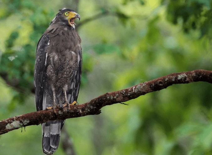 Crested Serpent Eagle by Gururaj Moorching - La Paz Group