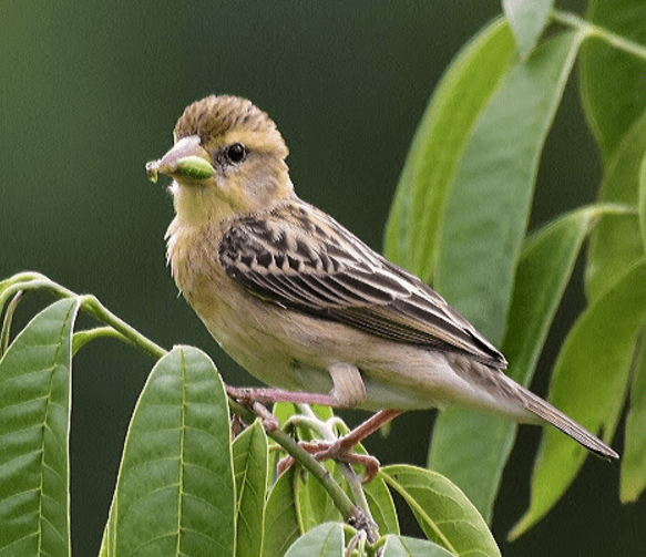 Baya Weaver by Vijaykumar Thondaman - La Paz Group