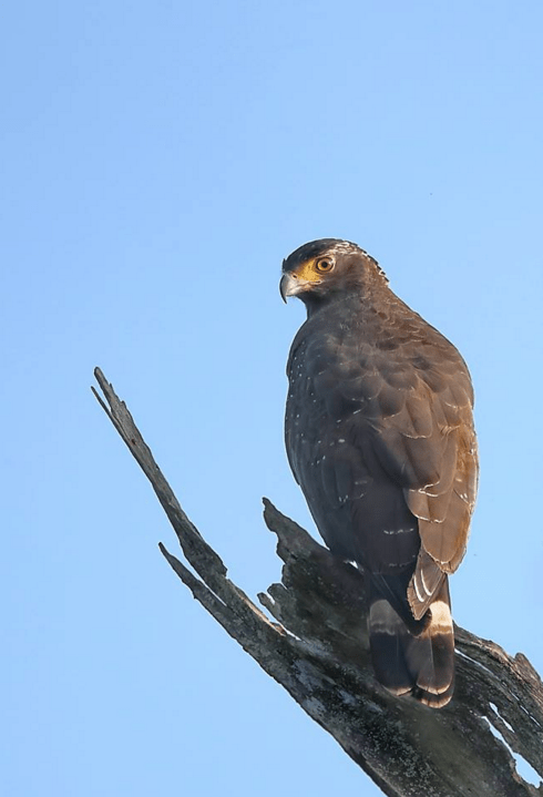 Andaman Serpent Eagle by Gururaj Moorching - La Paz Group