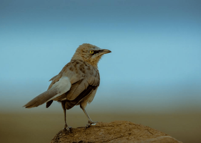 Large Grey Babbler by Ramesh Desai - La Paz Group