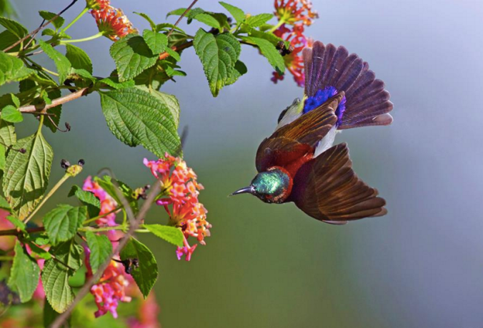Purple-rumped Sunbird by Gururaj Moorching - La Paz Group