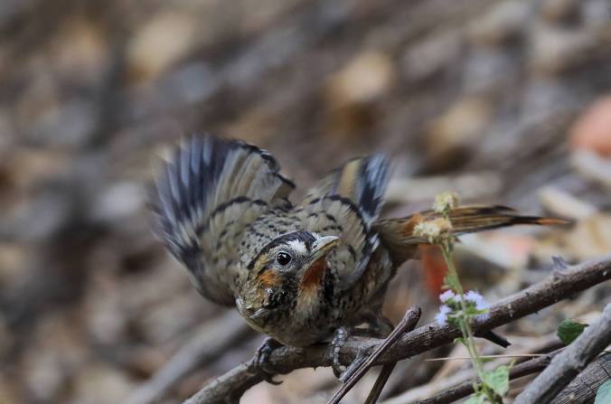 Rufous-chinned Laughingthrush by Gururaj Moorching - La Paz Group
