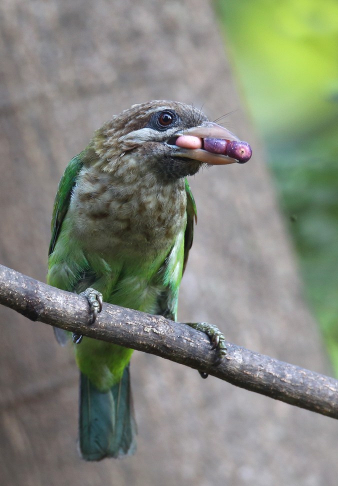 White-cheeked Barbet by Gururaj Moorching - La Paz Group