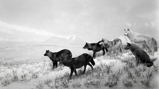 29ANIMALS1-master675