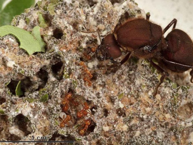 attaqueennest1cropt1web.jpg__800x600_q85_crop