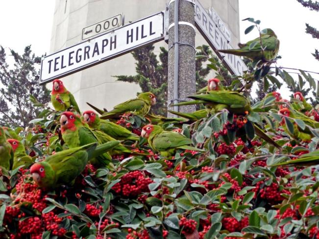 compressed20wild20parrot20flock